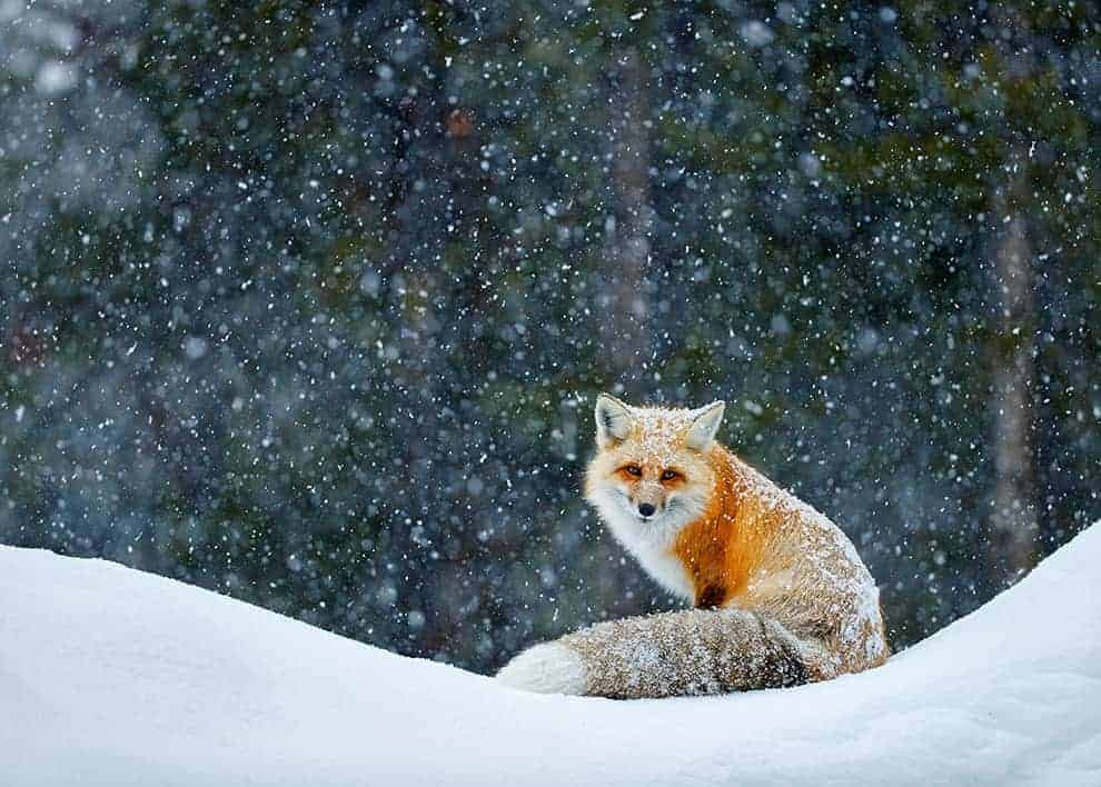 PK606 Fuchs im Schnee
